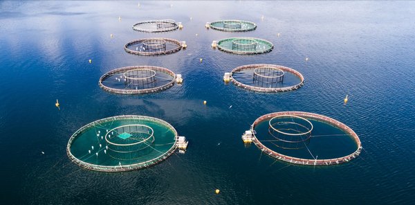 La psychologie derrière la peur des drones